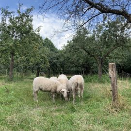 Schapen in het weiland tijdens wandelen op de Veluwe na de lunch