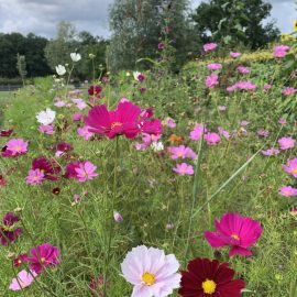 Bloemenpracht