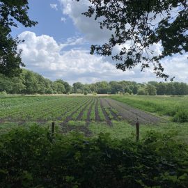Wandelen op de Veluwe na de lunch