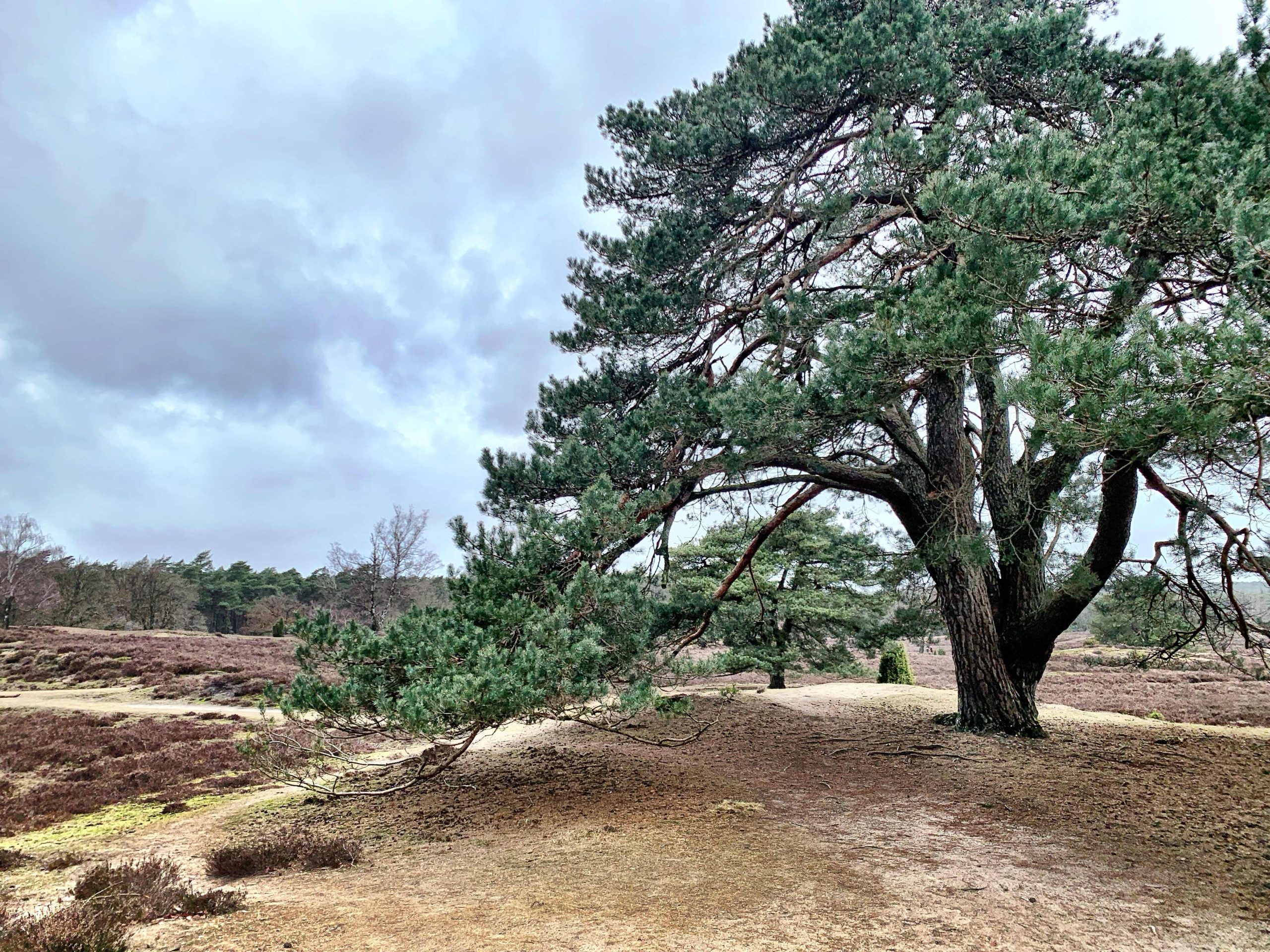 Green-Tara-Thangka-Drawing-and-Painting-Retreat-Maitreya-Instituut-Loenen-Netherlands-with-Carmen-Mensink_60