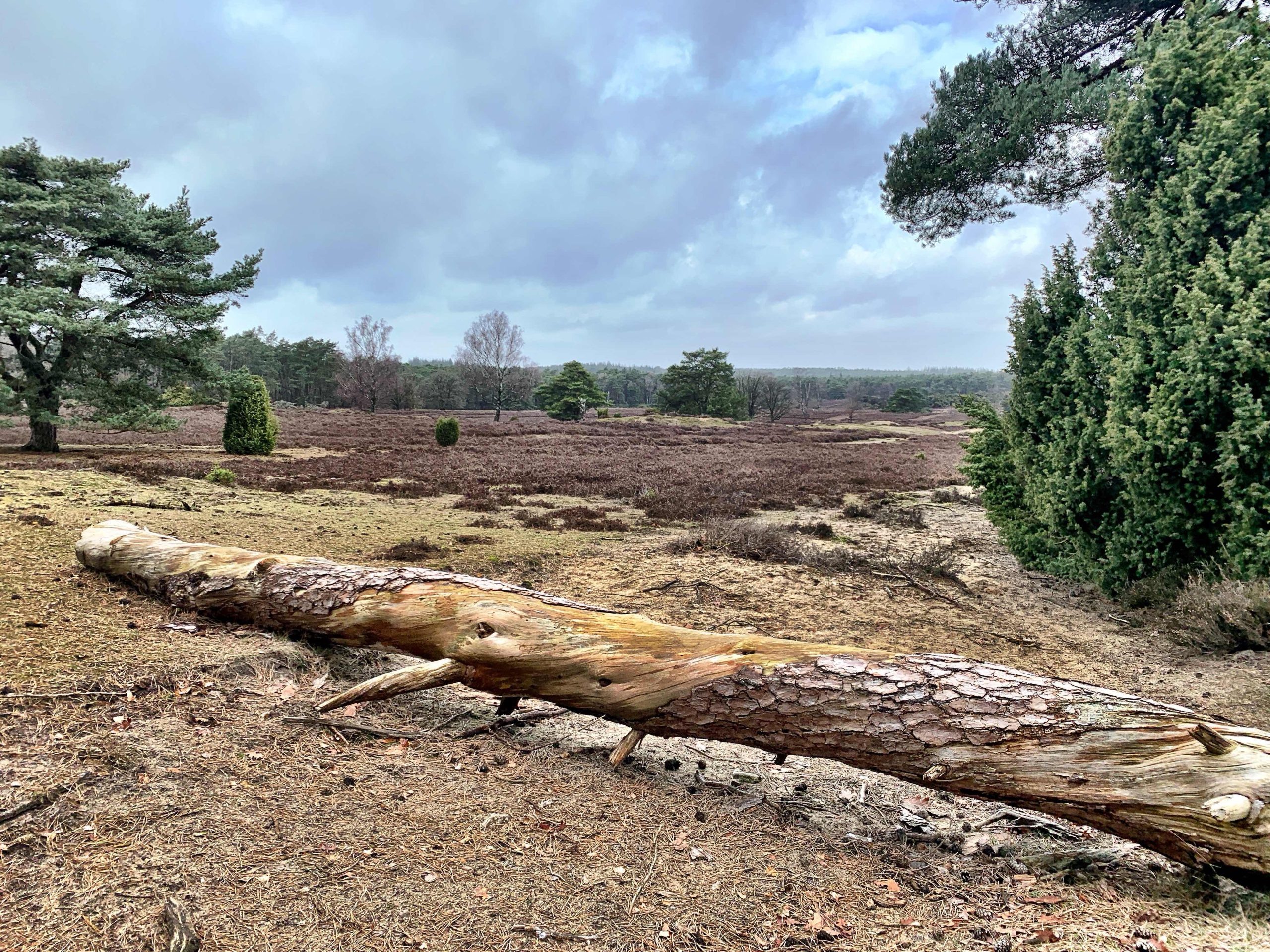 Green-Tara-Thangka-Drawing-and-Painting-Retreat-Maitreya-Instituut-Loenen-Netherlands-with-Carmen-Mensink_61